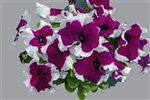 Petunia Limbo Burgundy Picotee Pellets