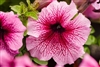 Petunia Limbo Orchid Veined Pellets