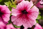 Petunia Limbo Orchid Veined Pellets