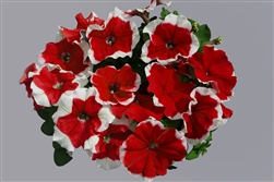 Petunia Limbo Red Picotee Pellets