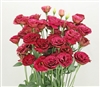 Lisianthus Arosa 3 Red Pellets