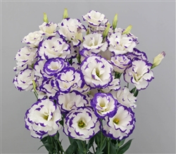 Lisianthus Megalo 3 Blue Pic MAX Pellets