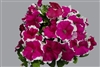 Petunia Limbo Rose Picotee Pellets