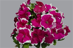 Petunia Limbo Rose Picotee Pellets