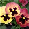 Pansy XtradaPlus Peach Shades Blotch