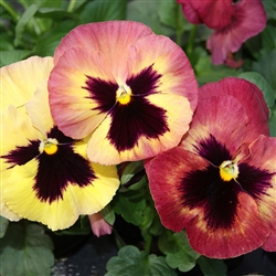 Pansy XtradaPlus Peach Shades Blotch