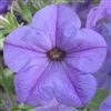 Petunia Scentsation Blue Pellets