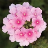 Verbena Obsession Cascade Pink Shades