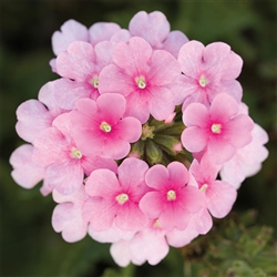 Verbena Obsession Cascade Pink Shades