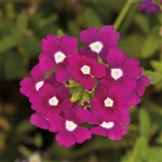 Verbena Obsession Cascade Purple Shades