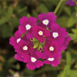 Verbena Obsession Cascade Purple Shades