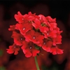 Verbena Obsession Cascade Scarlet