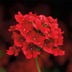 Verbena Obsession Cascade Scarlet