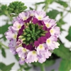 Verbena Obsession Cascade Violet Twist