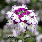 Verbena Obsession Twister Purple