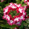 Verbena Obsession Twister Red