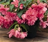 Begonia Funky