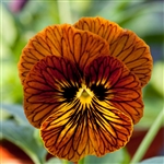 Viola Designer Tiger Eye Red