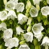 Campanula Swinging Bells