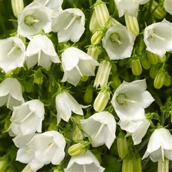 Campanula Swinging Bells