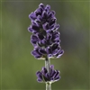 Lavender Scent Blue Imp