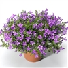 Campanula Clockwise Dp Blue