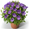 Campanula Pristar Deep Blue