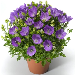 Campanula Pristar Deep Blue