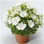 Campanula Pristar White