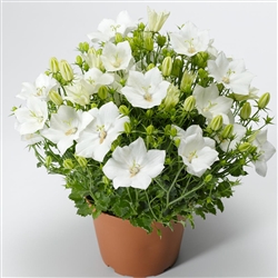 Campanula Pristar White