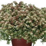 Sedum Silver Frost