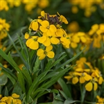 Erysimum Canaries