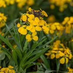 Erysimum Canaries