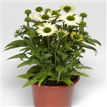 Echinacea Prairie Spl_Comp White