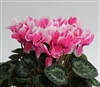 Cyclamen Merita Shine Dp Rose