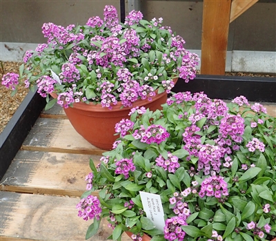 Alyssum North Face Lavender