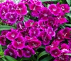 Dianthus IQ Purple