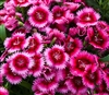 Dianthus IQ Raspberry Picotee