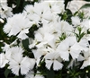 Dianthus IQ White