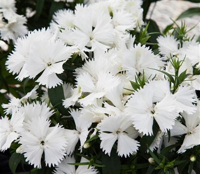 Dianthus IQ White