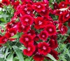 Dianthus IQ Red