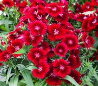 Dianthus IQ Red