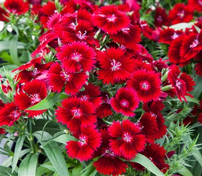 Dianthus IQ Red