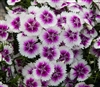 Dianthus IQ Purple Ice