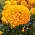 Marigold Cheerleader Orange