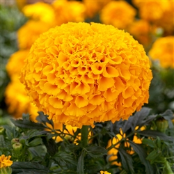 Marigold Cheerleader Orange