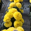 Marigold Cheerleader Yellow