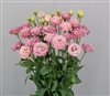 Lisianthus Arosa 2 Peach Pellets