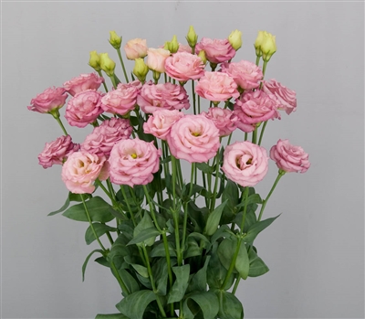 Lisianthus Arosa 2 Peach Pellets