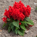 Salvia Sentry Red